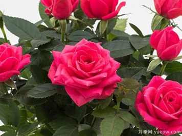 粉色詩(shī)人柯德娜月季