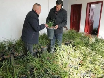 南陽西峽蘭花香飄正好，蘭花培育致富
