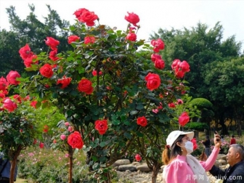 南寧南湖公園月季園2萬株月季競相綻放，美極了！