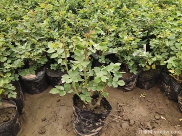 月季施肥過量產(chǎn)生肥害如何補救？用對方法輕松解決