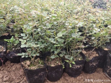 月季容器苗應該如何施肥？方式做好效率高