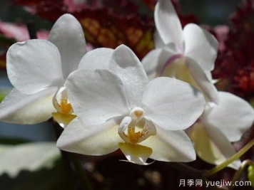如何給蘭花翻盆？15道工序大功告成