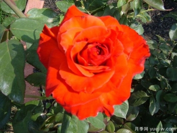 卡美拉月季/卡瑪拉月季
