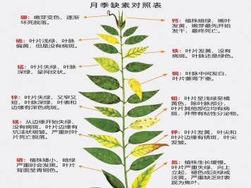月季應該用什么樣的肥料？月季全年用肥技巧精簡版