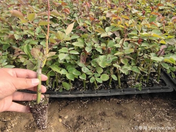 月季牙簽苗過冬做好5件事，春天變中苗，開花多生長快