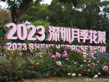 2023年深圳月季花展開幕，數(shù)萬株月季驚艷盛放