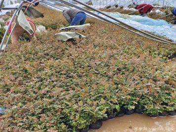 三月大暴雪，南陽月季大棚遭受重大損失