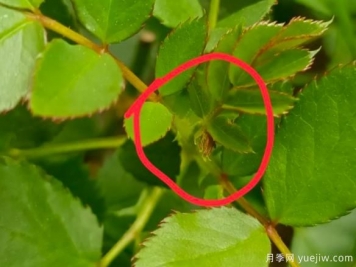 月季盲芽的識(shí)別與原因，要不要抹芽？