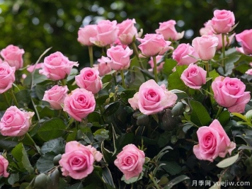 月季花是不是很難養(yǎng)？