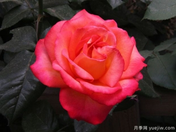 林草工作者必知的名詞術(shù)語(yǔ)，包含林業(yè)草原園林