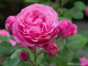 2023年第十八屆泰山苗木花卉交易會(huì)4月26日舉辦