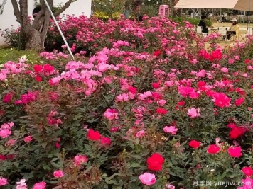 享受美麗，深圳松崗五指耙月季苑花展