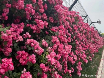 精品爬藤月季花墻網(wǎng)片價格