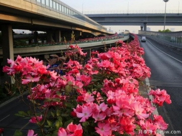 30萬株新品種，杭州高架月季會帶來什么樣的驚喜？