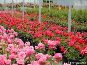 國家月季種苗高效生產(chǎn)標(biāo)準(zhǔn)化示范區(qū)項目正式啟動