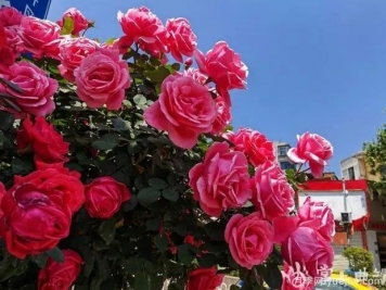 曲靖麒麟?yún)^(qū)樹(shù)狀月季花開(kāi)成錦，芬芳四溢