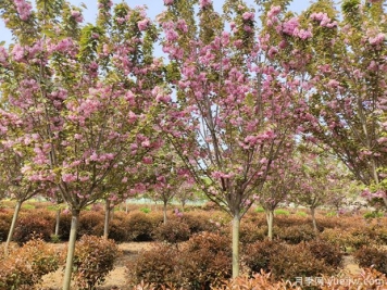 櫻花樹(shù)幾年可以開(kāi)花？日本晚櫻開(kāi)花的觀賞價(jià)值