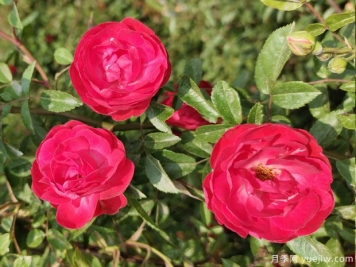 紅木香月季，低維護(hù)，花量大，花期長(zhǎng)，一顆爬滿(mǎn)墻