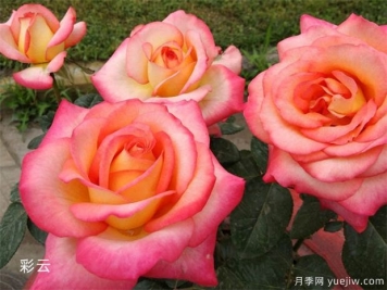 南陽(yáng)月季打響品牌 花開(kāi)亦傾城