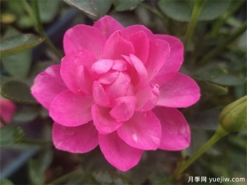 開花機(jī)器看微月，推薦12種微型月季品種