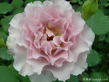 新浪潮月季優(yōu)缺點(diǎn)分析，波浪邊紫色花
