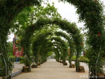 淮南焦崗湖月季花會(huì)，正是一年好風(fēng)景