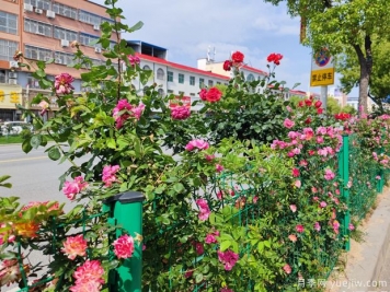 唐河月季滿城絢麗，美化泗州靚麗景觀