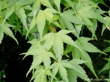 雞爪槭、三角楓、紅楓的區(qū)別辦法和圖片