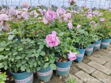 秋季養(yǎng)月季花，禁用4種肥料，這是“奪命肥”