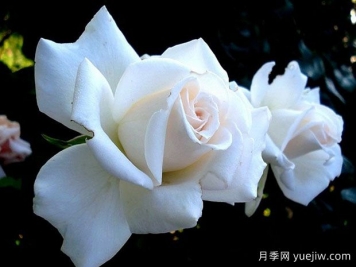 管弦樂(lè)隊(duì)月季