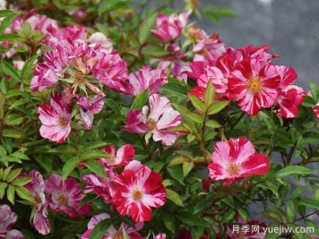 花風(fēng)火月季/風(fēng)花火