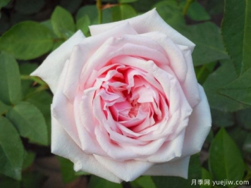 難以復(fù)刻的古典月季之美，跨時(shí)代月季推薦