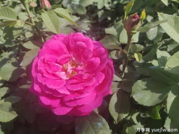 藤本藍月亮月季