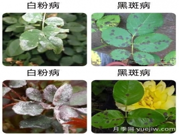 輕松識別月季病蟲害，還有治療技巧