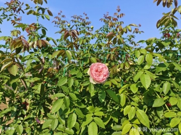 2米高粉龍?jiān)录揪W(wǎng)片批發(fā)，打造爆款花墻