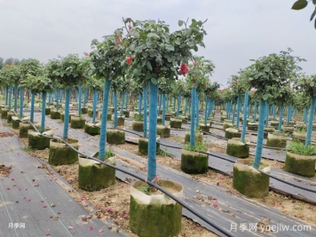 月季花養(yǎng)不好是有原因的？選擇土壤是關(guān)鍵