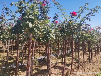 秋季花木移栽時(shí)間和注意措施有哪些？