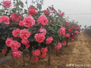 秋季苗木花卉移栽時(shí)節(jié)，養(yǎng)護(hù)管理要點(diǎn)分享