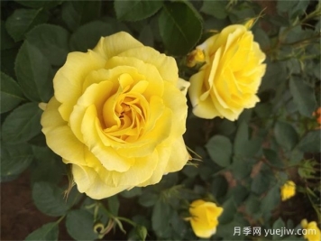 月季遇梅雨季怎么管理？做5個(gè)措施，再也不怕積水爛根