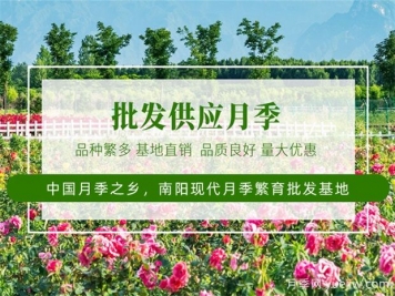 月季最新批發(fā)價格表，2025年4月月季網(wǎng)行情報價