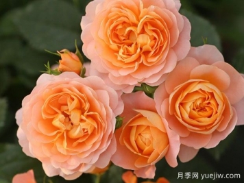 推薦十大勤花月季品種，一年四季花開不斷