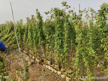 1.8米安吉拉藤本爬藤花墻月季批發(fā)價格