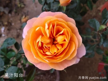 想養(yǎng)月季看這里，推薦這10種月季抗病強(qiáng)花量大花期長(zhǎng)