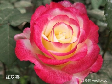 推薦20個(gè)大花月季品種，花大味香，顏值擔(dān)當(dāng)