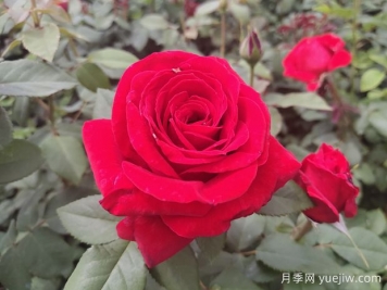 原產中國的玫瑰花(月季花)，是如何成為美國國花的？