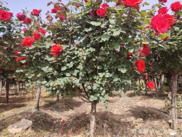 南陽(yáng)市宛城區(qū)月季綻放富民花