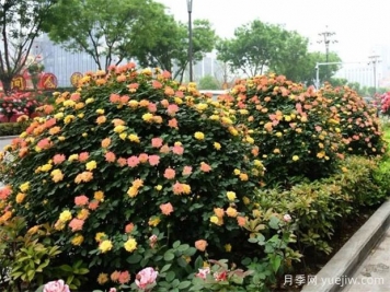 如何使用造型月季為主題打造迷人花園？