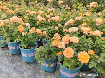 月季花通用養(yǎng)護(hù)技巧總結(jié)，為啥買(mǎi)來(lái)幾天月季就蔫了？