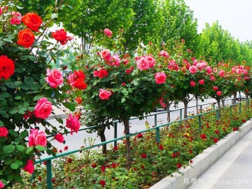 月季花為什么要種在城市綠化帶？原來月季渾身都是寶！