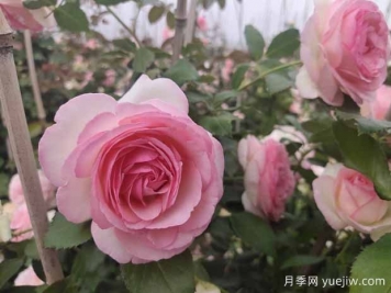粉色的藤本月季花海，你想擁有嗎